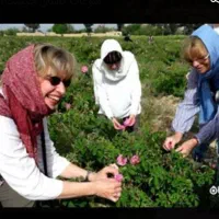 تور گردشگری(گلاب گیرونه ها)