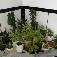 کفش|کیف، کفش، کمربند|سرپل ذهاب, |دیوار