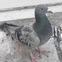 پلاکی مسافتی پرشی نر