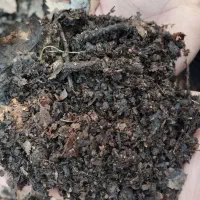 خاک برگ|گل و گیاه طبیعی|گنبد کاووس, |دیوار