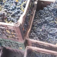انگورشرابی سبدی کیلویی 50