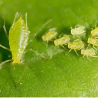 باغبانی، هرس، سمپاشی، گلکاری باغچه