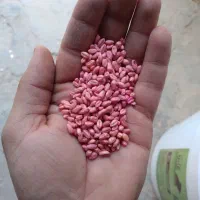 گندم آبی بذری