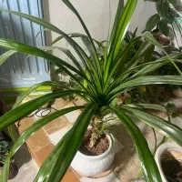 گل وگلدان|گل و گیاه طبیعی|فیروزآباد (فارس), |دیوار