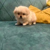 پامر خرسی تراکم موی بالا