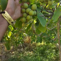 ارائه نهال گردو ژنوتیپ پیوندی|خدمات باغبانی و درختکاری|سامان, |دیوار