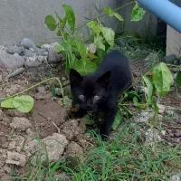 بچه گربه رایگان|گربه|رشت, حومه رشت|دیوار