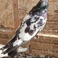 کبوتر کله دم سبز