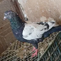 دو تا سینه سیاه نر