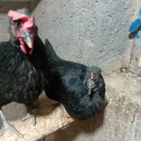 دوتا مرغ سیاه جهادی اصل در حال تخگذاری