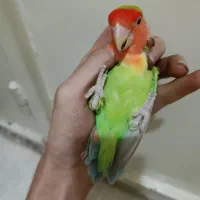 طوطی برزیلی  و ملنگو