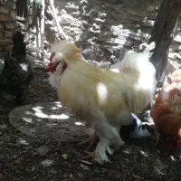فروش کفتر وخروس