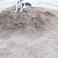 توله پا کوتاه (ماده) و جفت کبوتر