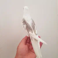 جوجه عروس دوکت آلبینو