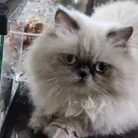 گربه هیمالین