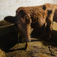 گاو|حیوانات مزرعه|پیرانشهر, |دیوار