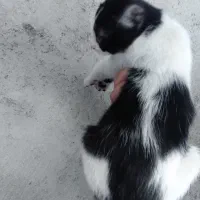 واگذاری بچه گربه نر