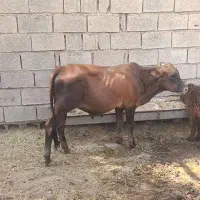 دو گوساله نر  گاو گوسفند بز