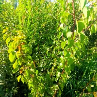 نهالستان انواع  بادام درجه یک شهر نهال|خدمات باغبانی و درختکاری|ملایر, |دیوار