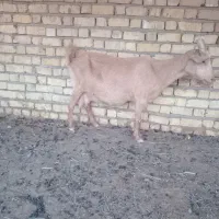 سلام بز شیری نژاد عالی شیردهی علی