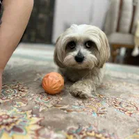 سگ شیتزو|سگ|اهواز, کوی فرهنگیان ۲|دیوار