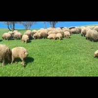 میش بره گوسفند