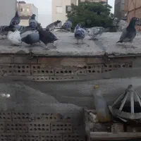 کفتر|پرنده|مشهد, پروین اعتصامی|دیوار