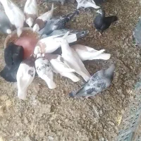 تعدادی کبوتر|پرنده|جویم, |دیوار