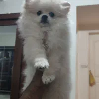 دوعدد پامر ماده|سگ|باغستان, |دیوار