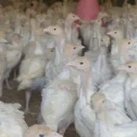 جوجه بوقلمون گوشتی نژاد بیوتی 6فوق سنگین