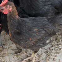 جوجه خروس محلی