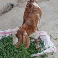 بزغاله چهارماهه نر