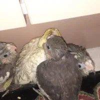 عروس هلندی سرلاکی ۳هفته