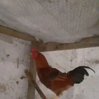 خروس محلی و اردک|حیوانات مزرعه|ساری, |دیوار