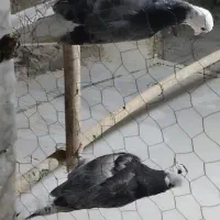 کبوتر شازده گمشده