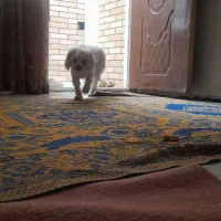 واگذاری سگ مالتیز فوری به علت مهاجرت