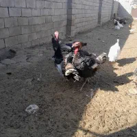 بقلمون ومرغ