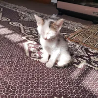 گربه خانگی سفید خوشگل