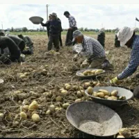نیرو برای جم کردن سیب زمینی دارم