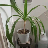 گل سوسن قیمت خوب خریدار تماس