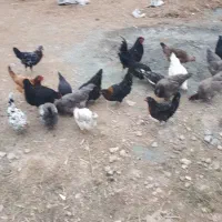 چندعددمرغ وخروس