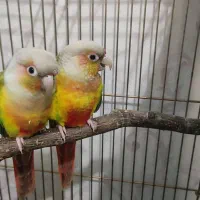 گرینچیک سرلاکی|پرنده|فردیس, شهرک ناز|دیوار