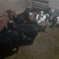 بز شیری|حیوانات مزرعه|صوفیان, |دیوار