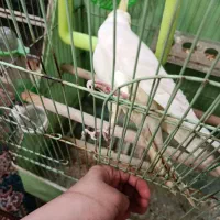 عروس هلندی نر