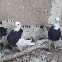 طوقی سرور|پرنده|قم, پردیسان|دیوار