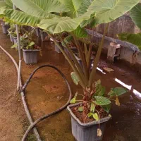 فروش فوری گل بابا آدم