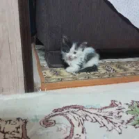 گربه|گربه|اصفهان, پروین|دیوار