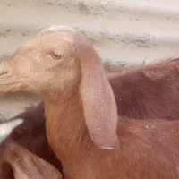 بز با دوتا بزغاله نروماده بز هم یک ماه ابست