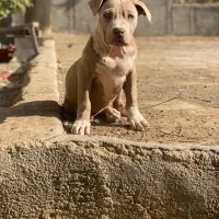 توله پیت بول ماده