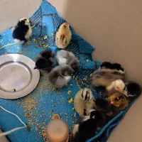 فروش جوجه گلین لری|حیوانات مزرعه|مشهد, امیر المومنین|دیوار